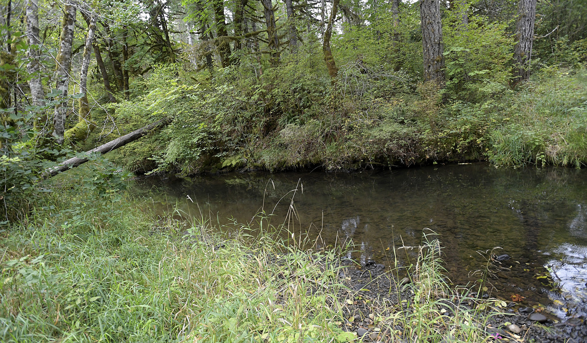 Shiver River Tree Farm08-my